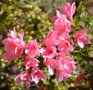 Close-up of pink flowers