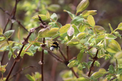 Close-up of insect on plant