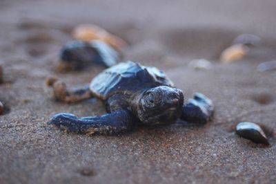 Close-up of turtle on sand