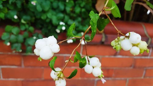 Close-up of flowers growing on tree