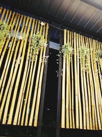 Low angle view of potted plants against window of building