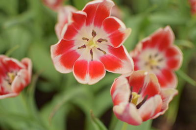 Close-up of red flowering plant