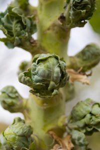 Brussels sprout plants in the organic garden