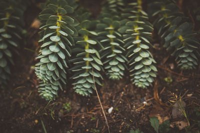 Close-up of fresh green plants