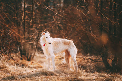 Borzoi standing on field