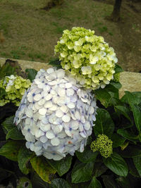 High angle view of white hydrangea