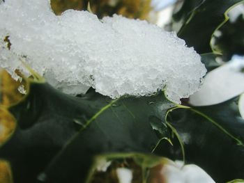 Close-up of snow covered leaves