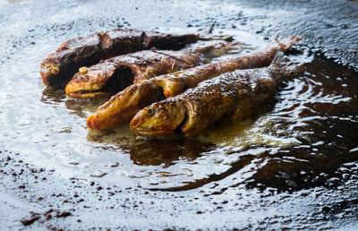 High angle view of meat on shore