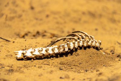 Close-up of crab on sand