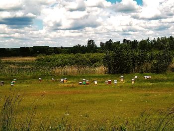 Cows on grassy field against cloudy sky