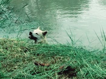 Sheep in water