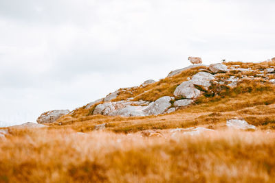Close-up of rock on field against sky