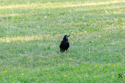 Bird perching on field