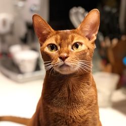 Close-up portrait of a cat