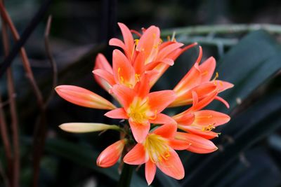 Close-up of orange rose flower