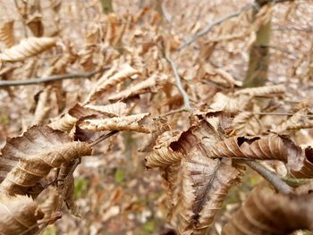 Close-up of dry plant