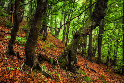 Trees in forest during autumn