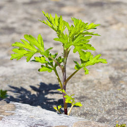 Close-up of plant growing on field