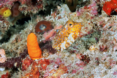 View of fish in sea