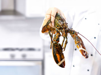 Cropped hand of person holding crab