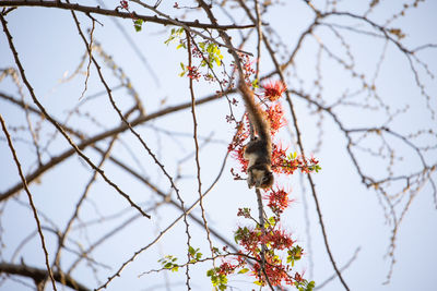 Low angle view of flowering tree against sky