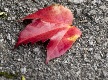 Close-up of autumn leaf fallen on leaves