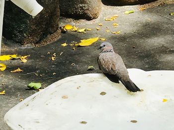 High angle view of bird perching on flower