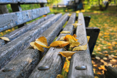 Close-up of wooden boardwalk