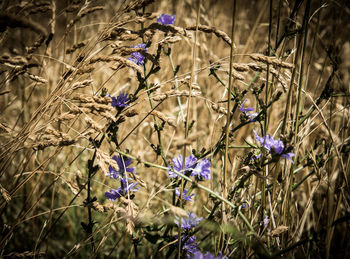 Close-up of flowers growing on tree