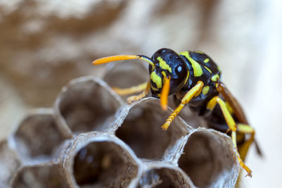 Female paper wasp building her nest