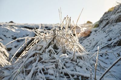 Close up of grass in snow