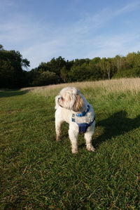 Dog resting on field