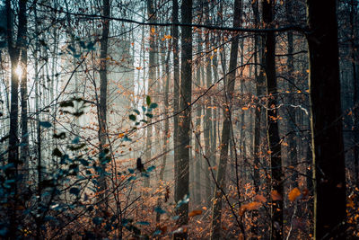 Pine trees in forest