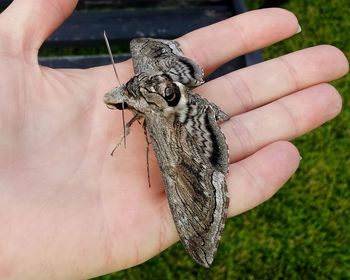 Close-up of hand holding giant moth