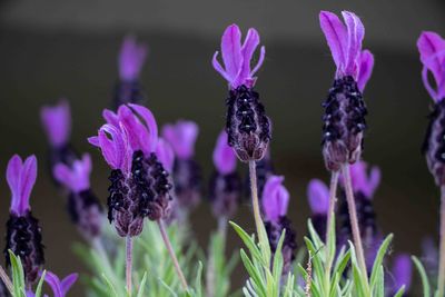 Close-up of purple flowering plants