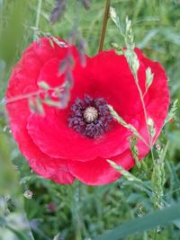 Close-up of red flower