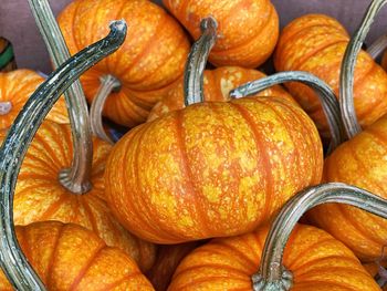 Close-up of pumpkins for sale in market