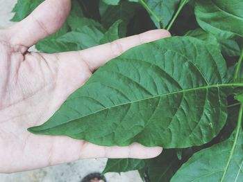 Cropped image of person touching green leaf