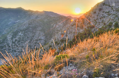 Plants and mountains against sky during sunset