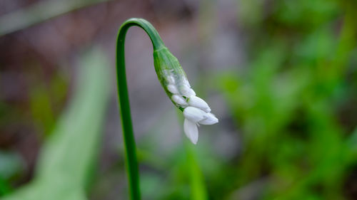 Close-up of green plant