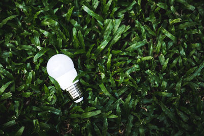 High angle view of light bulb on field