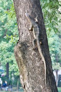 Close-up of a tree trunk