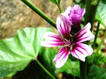 Close-up of purple flowers blooming outdoors