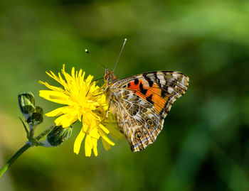 Close-up of butterfly pollinating on yellow dandelion