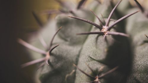 Close-up of plant