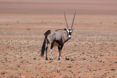 Oryx standing in a desert, namibia 