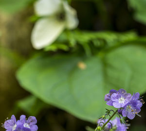 Close-up of purple flowers