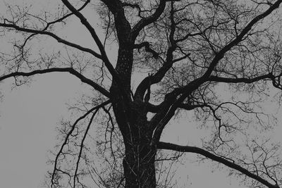 Low angle view of silhouette tree against sky