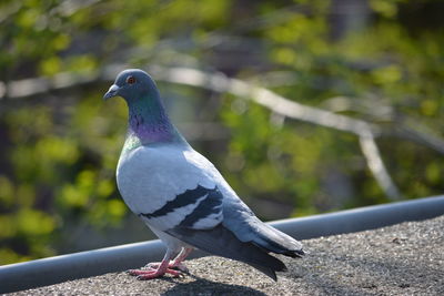 Close-up of bird perching on railing