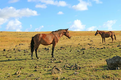 Two of brown wild horses relaxing in the meadow of easter island, chile, south america